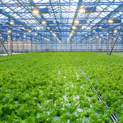 सब्जियों के बढ़ने के लिए कृषि मल्टी स्पैन हाइड्रोपोनिक फाइबर ग्लास ग्रीनहाउस