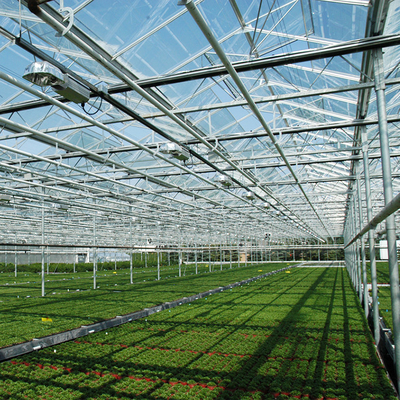 कूलिंग पैड के साथ मल्टी स्पैन वेनलो ग्लास ग्रीनहाउस उगाने वाले कृषि संयंत्र