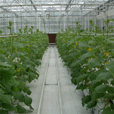 हाइड्रोपोनिक्स टमाटर ककड़ी फूल फिल्म आर्क स्वचालित मल्टीस्पैन ग्लास ग्रीनहाउस
