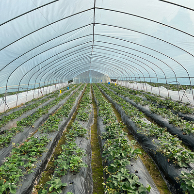 सब्जी उगाने के लिए एंटी ड्यू 6 चौड़ाई टनल प्लास्टिक ग्रीनहाउस