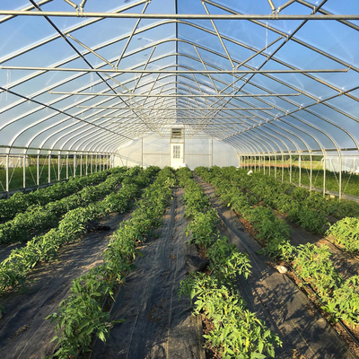 सब्जी उगाने के लिए एंटी ड्यू 6 चौड़ाई टनल प्लास्टिक ग्रीनहाउस
