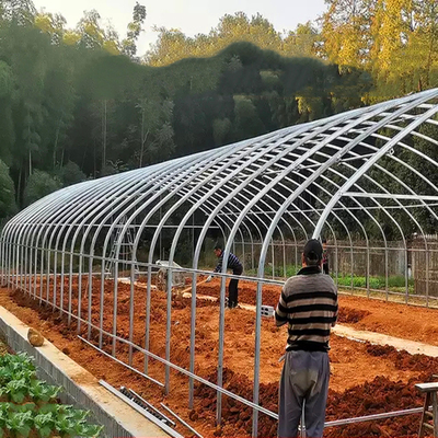 टमाटर के लिए वाणिज्यिक कृषि उच्च सुरंग प्लास्टिक ग्रीनहाउस सिंगल स्पैन