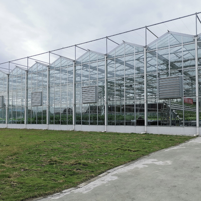 फूलों के रोपण के लिए कृषि फूल ग्रीनहाउस ग्लास औद्योगिक आउटडोर मल्टीस्पैन ग्लास पेशेवर डच ग्रीनहाउस