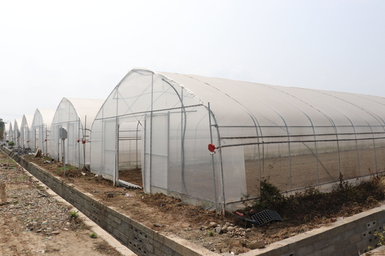 Polytunnel श्रीलंका कोलंबो स्टील फ्रेम ग्रीनहाउस सिंगल स्पैन