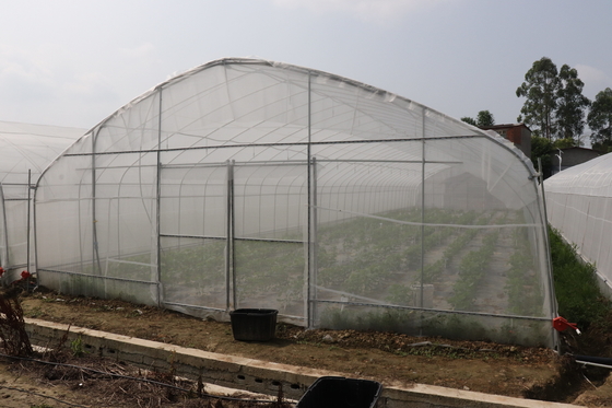 Polytunnel श्रीलंका कोलंबो स्टील फ्रेम ग्रीनहाउस सिंगल स्पैन