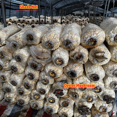 ब्लैकआउट कर्टेन ग्रीन हाउस ब्लैक एग्रीकल्चरल ग्रीनहाउस मशरूम के लिए टनलिंग