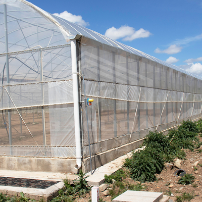 150 माइक्रोन पीई फिल्म कवर के साथ 24m x 40m मल्टी-स्पैन ग्रीनहाउस