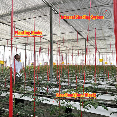 जस्ती स्टील फ्रेम ग्रीनहाउस 6 मीटर-12 मीटर स्पैन 150/200 माइक्रोन पीई फिल्म के साथ