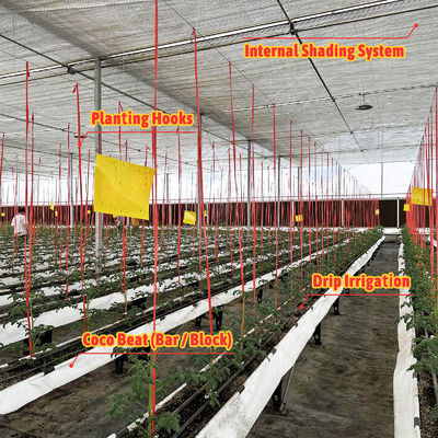 जस्ती स्टील फ्रेम ग्रीनहाउस 6 मीटर-12 मीटर स्पैन 150/200 माइक्रोन पीई फिल्म के साथ