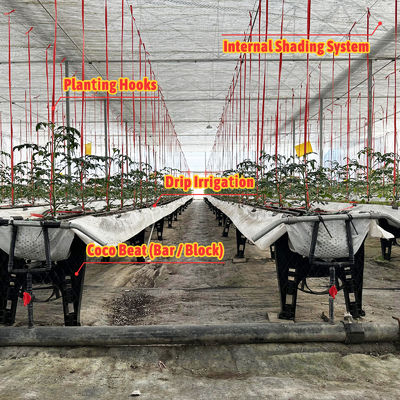 जस्ती स्टील फ्रेम ग्रीनहाउस 6 मीटर-12 मीटर स्पैन 150/200 माइक्रोन पीई फिल्म के साथ