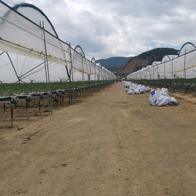 Tropical High Tunnel Multi-span Film Rain Shelter Greenhouse for Plants Cultivation