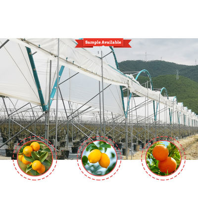 Multi-Span Rain Shelter Greenhouse with PE Film Covering Hot Galvanized Steel Frame and Easily Assembled Design