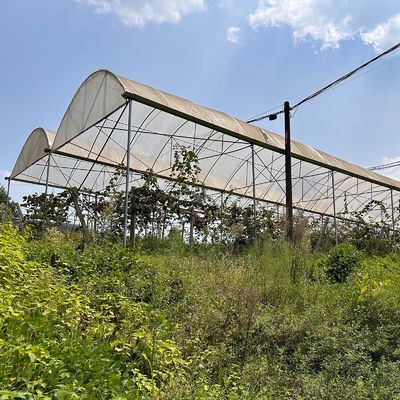 PE Film Covering Rain Shelter Greenhouse with Hot Galvanized Steel Frame and Customizable Size for Plants Cultivation