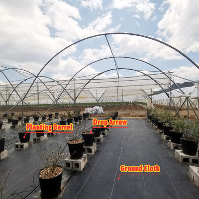 Large Size Multi-Span Greenhouse with PE Film Covering and Hot Galvanized Steel Frame for Fruits Growing