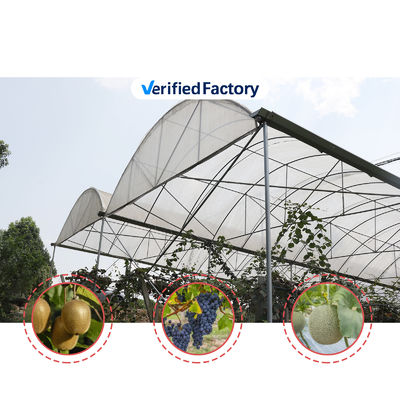 Large Size Rain Shelter Greenhouse with PE Film Covering and Hot Galvanized Steel Frame for Plants Cultivation