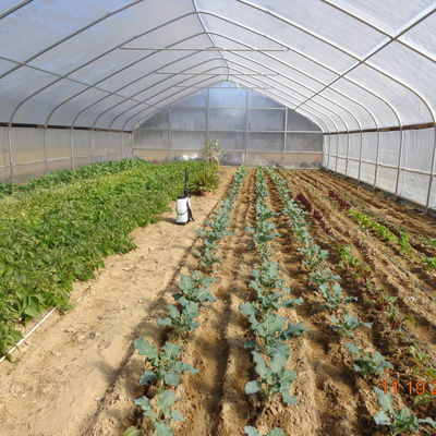 कृषि ग्रीनहाउस प्लास्टिक शीट फिल्म सुरंग सिंगल स्पैन सस्ता ग्रीनहाउस