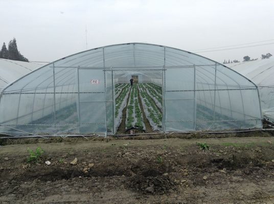 सब्जियों की खेती के लिए सिंगल स्पैन प्लास्टिक टनल ग्रीनहाउस पॉलीथीन फिल्म ग्रीनहाउस