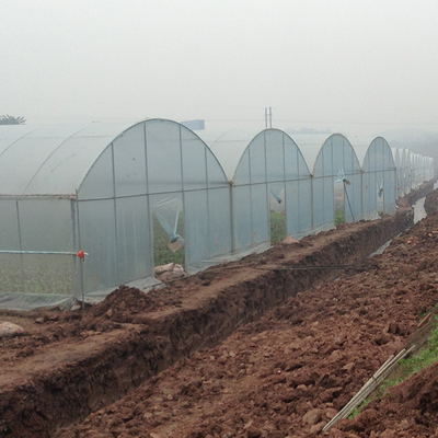 मल्टी स्पैन आर्क प्लास्टिक फिल्म ग्रीनहाउस टमाटर स्ट्रॉबेरी कृषि