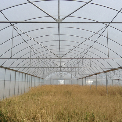 मल्टी स्पैन आर्क प्लास्टिक फिल्म ग्रीनहाउस टमाटर स्ट्रॉबेरी कृषि