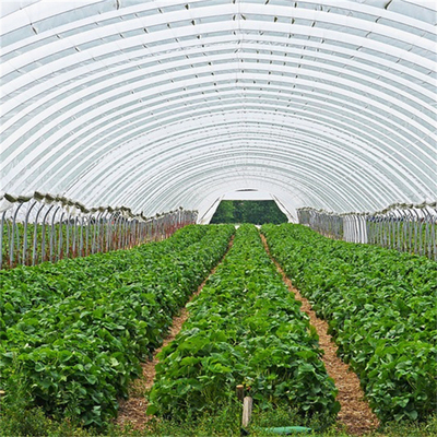 हाइड्रोपोनिक मेटल फ्रेम टनल सिंगल स्पैन ग्रीनहाउस कृषि खेती बढ़ रही है