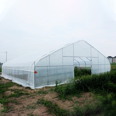 कृषि सिंगल स्पैन टनल स्ट्राबेरी पीई ग्रीनहाउस टनल प्लास्टिक ग्रीनहाउस