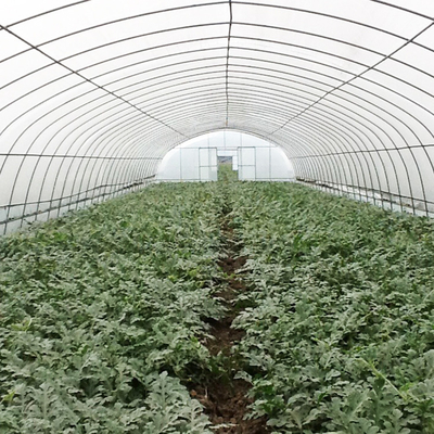 सब्जी उगाने वाली प्लास्टिक फिल्म ग्रीनहाउस / टनल सिंगल स्पैन ग्रीनहाउस