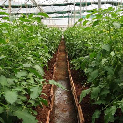 साइड वेंटिलेशन सिस्टम कृषि टमाटर प्लास्टिक सुरंग ग्रीनहाउस सिंगल स्पैन