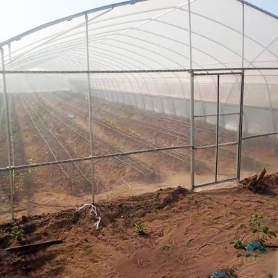 सिंगल स्पैन प्लास्टिक टनल ग्रीनहाउस वाणिज्यिक कृषि
