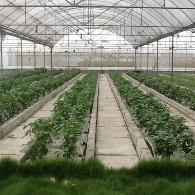 पवन प्रतिरोधी कृषि संयंत्र बढ़ते हाइड्रोपोनिक सिस्टम पॉली फिल्म मल्टी स्पैन ग्रीनहाउस